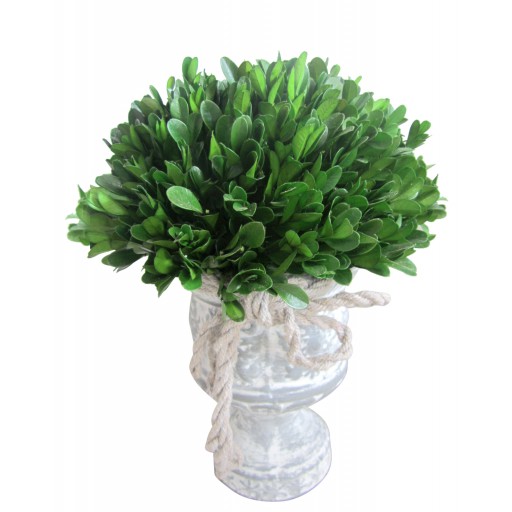 12 Inch Holly and Boxwood Topiary
