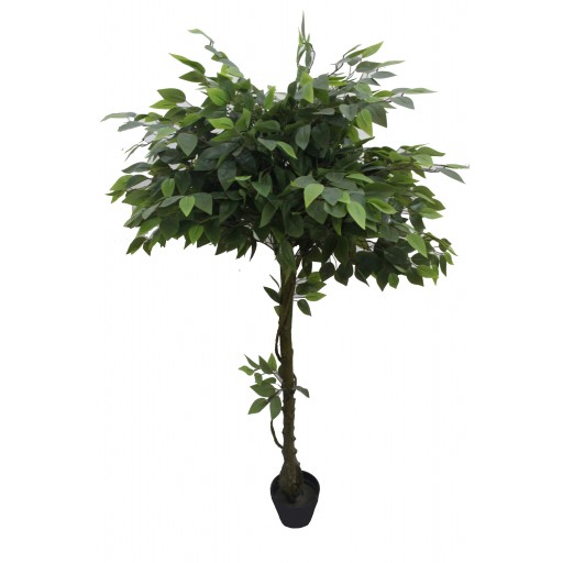 63 Inch Glossy Banyan