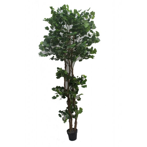 67 Inch White Edge Banyan