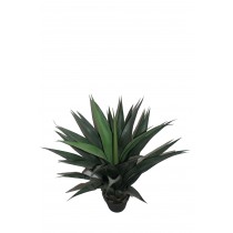 40 Inch Gladiolus Potted Tree