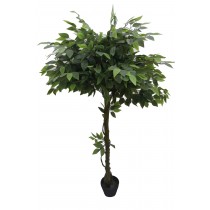 63 Inch Glossy Banyan