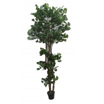 67 Inch White Edge Banyan