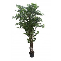 70 Inch Ginkgo Tree