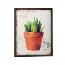 Potted Aloy