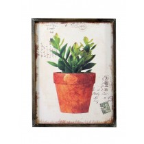 Potted Green