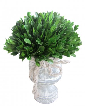 12 Inch Holly and Boxwood Topiary