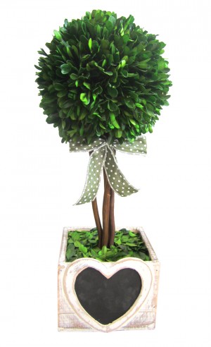 16.5 Inch H Boxwood topiary with heart wood box 