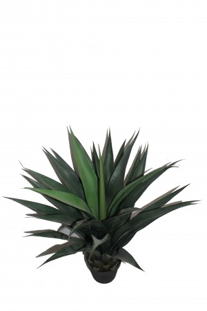 40 Inch Gladiolus Potted Tree