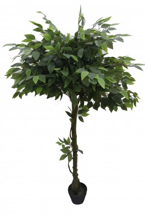 63 Inch Glossy Banyan