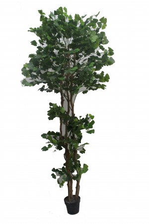 67 Inch White Edge Banyan