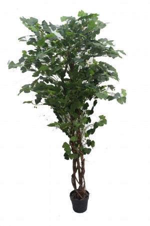 70 Inch Ginkgo Tree