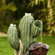 Cactus and Boot Fountain