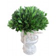 12 Inch Holly and Boxwood Topiary