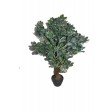 36 Inch Fortune Tree 