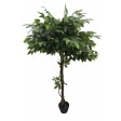 63 Inch Glossy Banyan