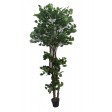67 Inch White Edge Banyan